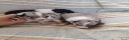 Collie de Pelo Largo perros en venta: Rough collie  - Anuncio 6