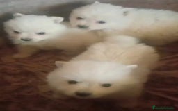 Pomerania perros en venta: Pomerania cara de zorro  - Imagen 2