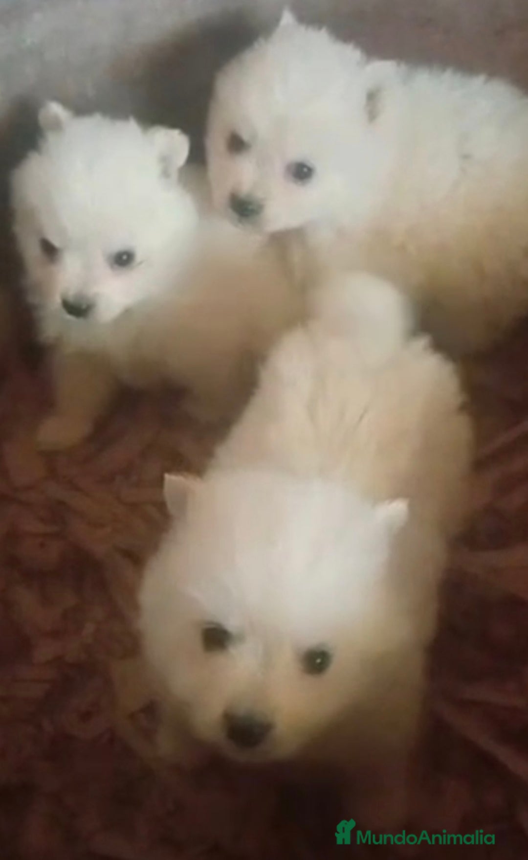 Pomerania perros en venta: Pomerania cara de zorro  - Imagen 2