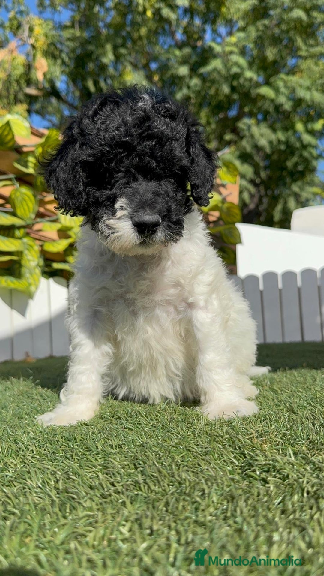 Perro de Agua Español perros en venta: PERRO DE AGUA HEMBRA - Imagen 15