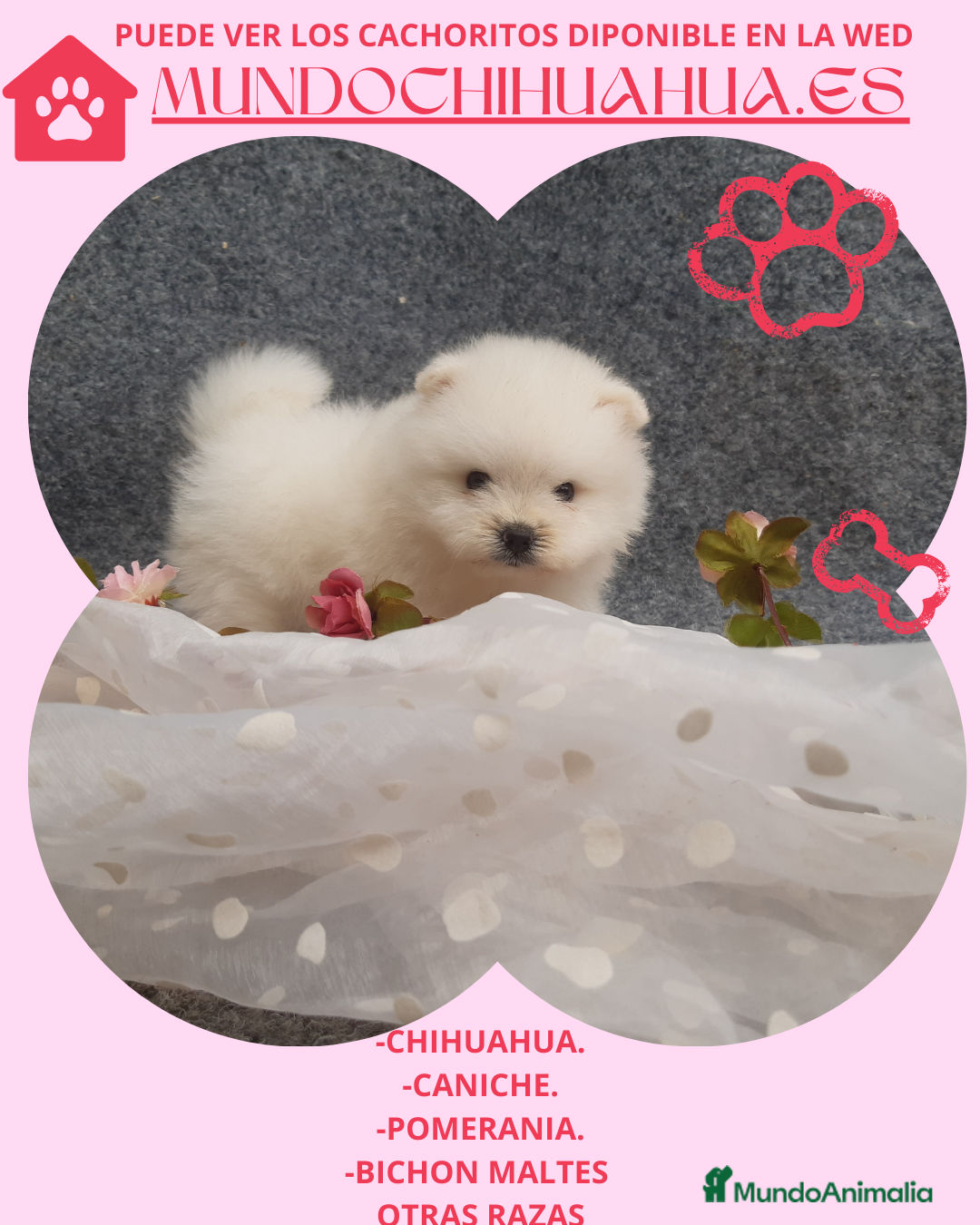 Pomerania perros en venta: PRECIOSO CACHORITO DE POMERANIA TOY - Anuncio 4