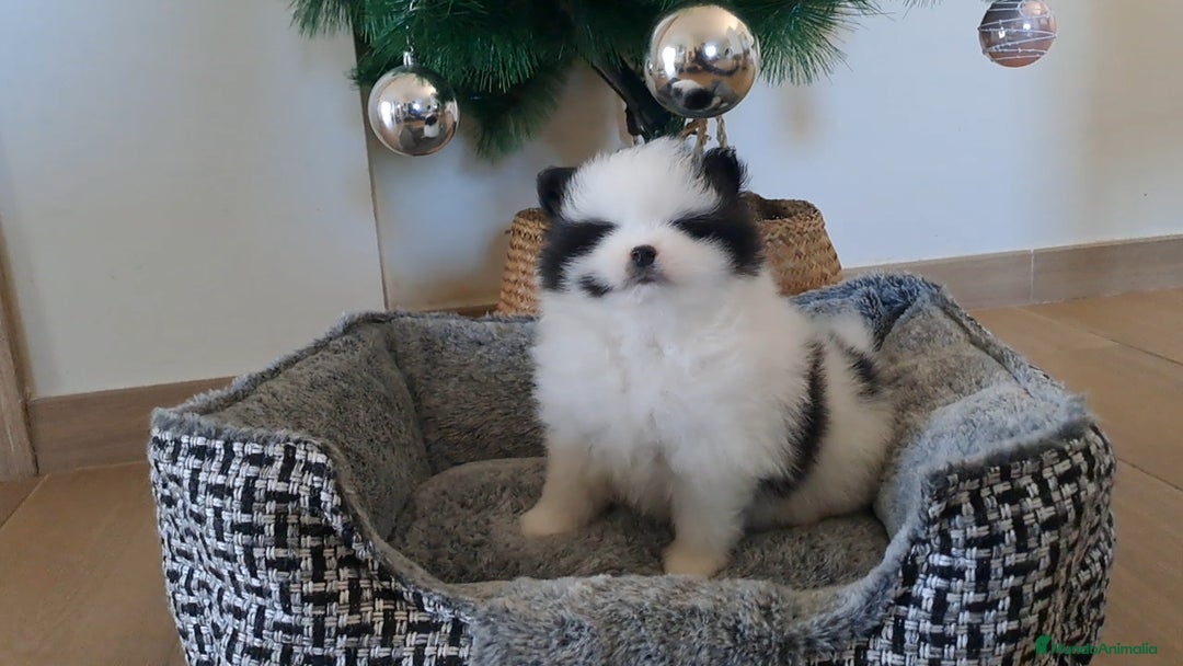 Pomerania perros en venta: Cachorritos Lulu de Pomerania  - Anuncio 5