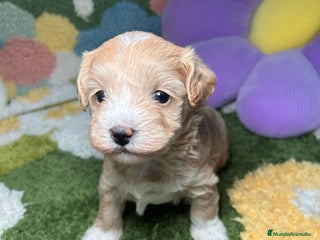 Maltipoo perros en Madrid - Anuncio 20