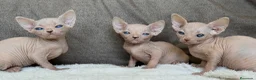 Sphynx gatos en venta: Sphynx pedigree - Anuncio 2