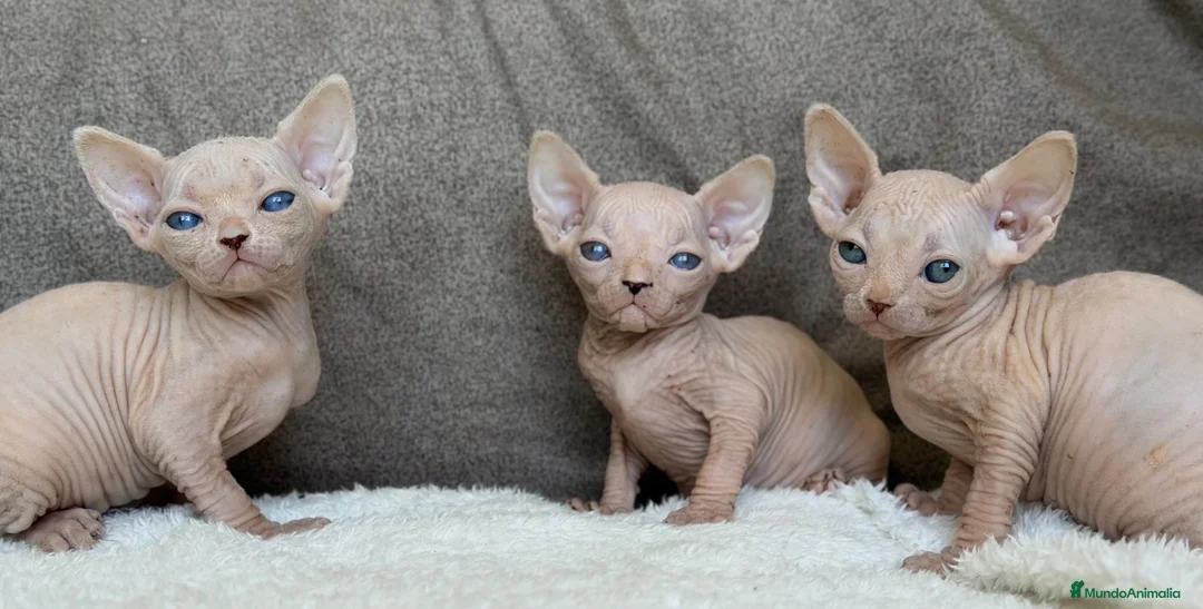 Sphynx gatos en venta: Sphynx pedigree - Anuncio 2