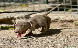 Teckel Miniatura perros en venta: TECKEL MINIATURA DISPONIBLES - Imagen 10