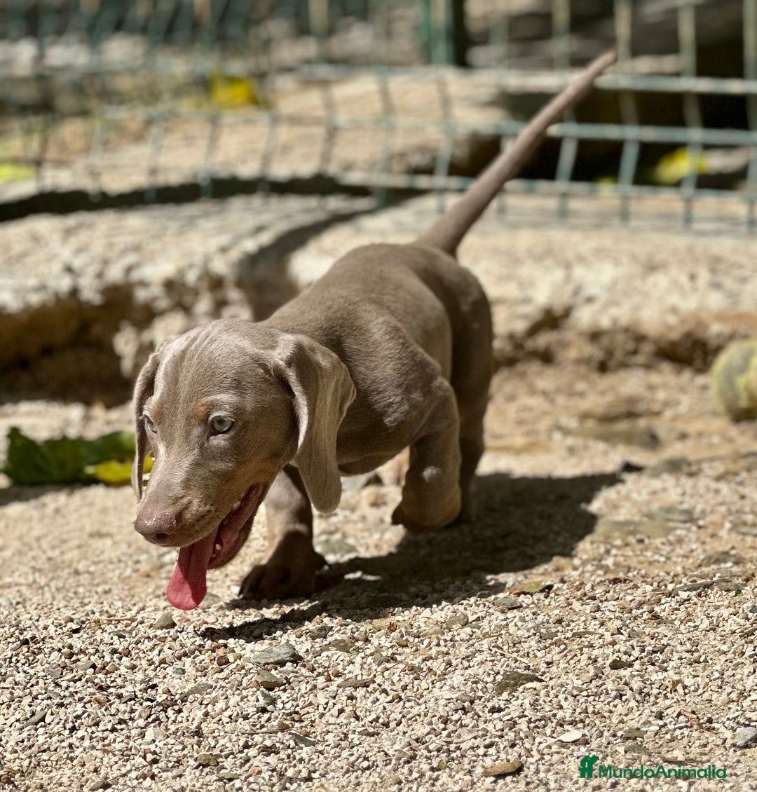 Teckel Miniatura perros en venta: TECKEL MINIATURA DISPONIBLES - Imagen 10