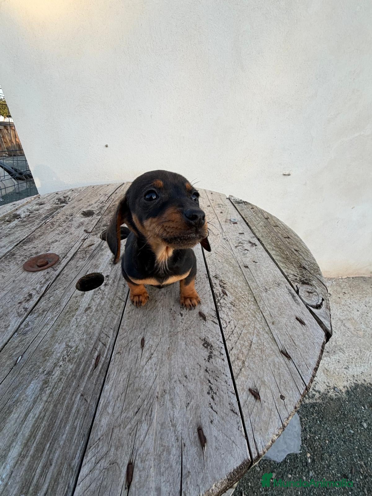 Teckel perros TECKEL HOJA SECA MACHO - Anuncio 1