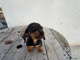 Teckel perros TECKEL HOJA SECA MACHO - Anuncio 1