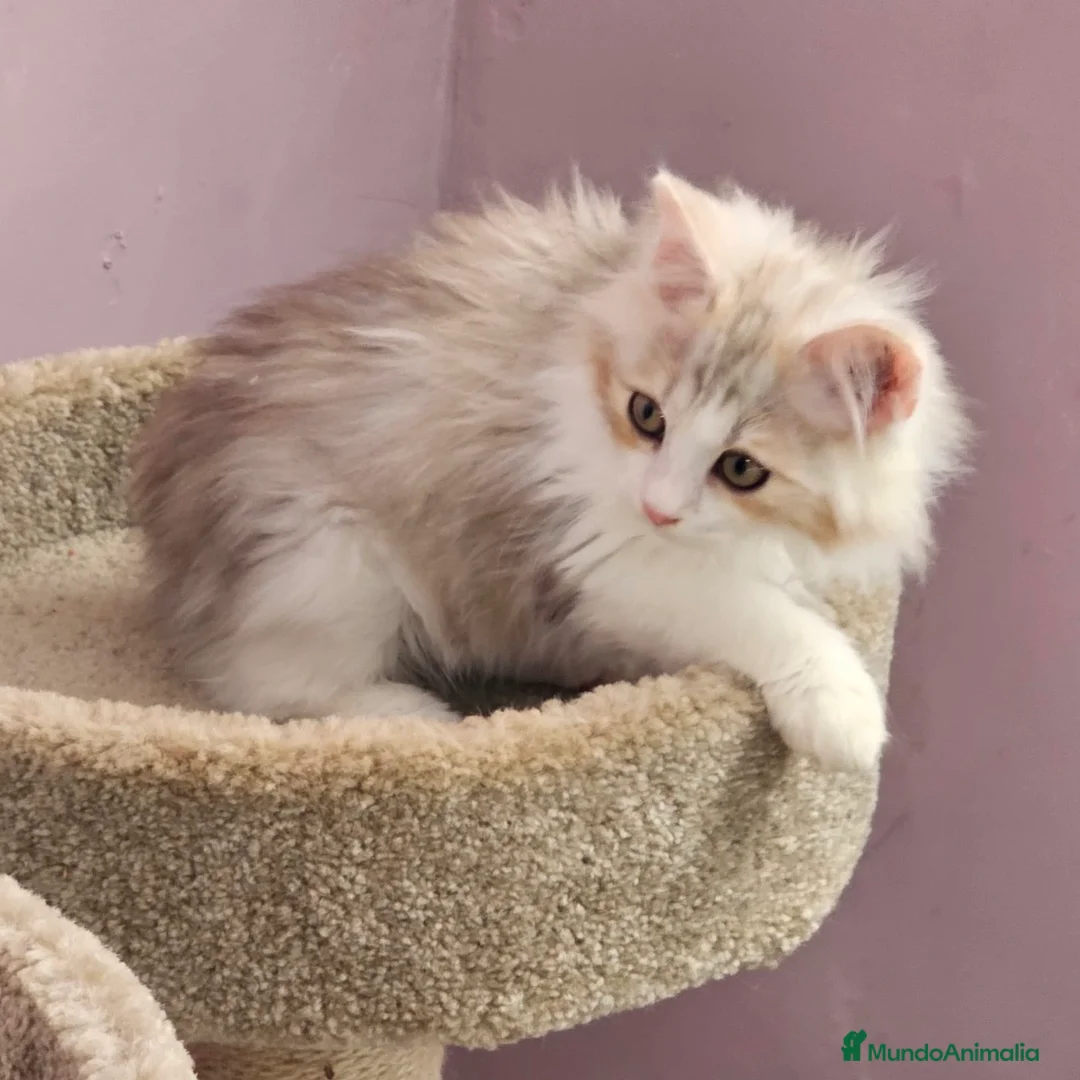Kurilean Bobtail de Pelo Largo gatos en venta: Kurilian Bobtail  - Anuncio 7