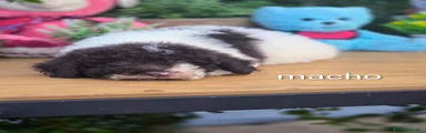 Perro de Agua Español 1