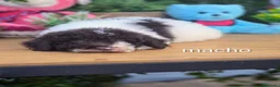 Perro de Agua Español perros en venta: Excelente camada de perro de aguas - Anuncio 2