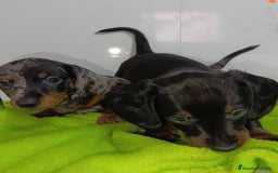 Teckel Miniatura perros en venta: Teckel kaninchen con mini y Isabella  - Imagen 1