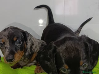 Teckel Miniatura perros - Anuncio 14