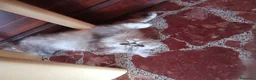 Persa gatos en venta: Persa en Tarragona - Anuncio 2