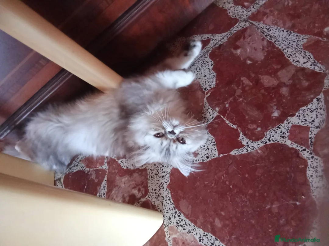 Persa gatos en venta: Persa en Tarragona - Anuncio 2