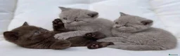 Británico de Pelo Corto gatos en venta: British blues chocolate y Golden bebes preciosos  - Anuncio 2