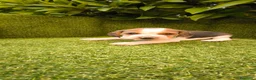 Beagle perros en venta: camada de beagles tricolor  - Anuncio 12