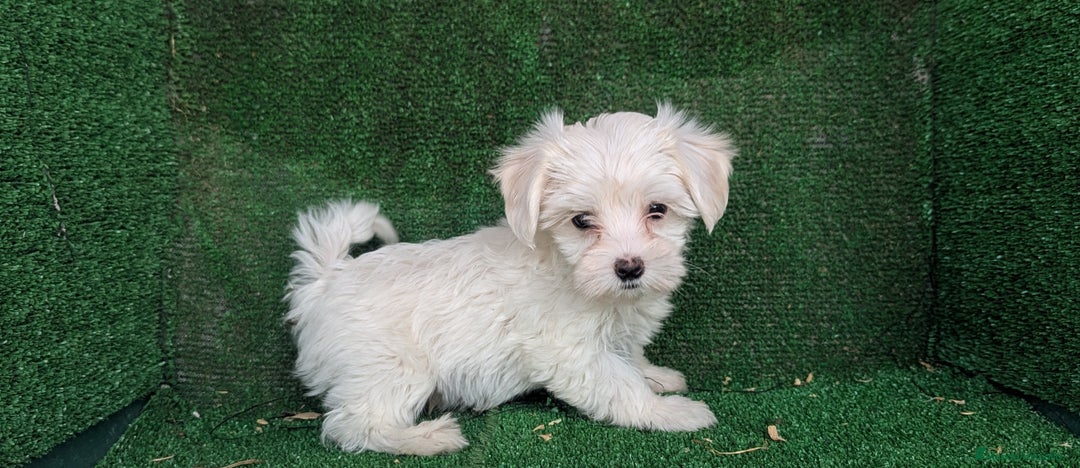 Bichón Maltés perros en venta: Se vende camada de bichón maltés toy  - Anuncio 1