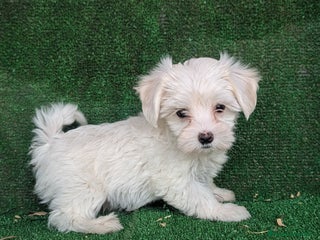 Bichón Maltés perros Se vende camada de bichón maltés toy - Anuncio 4