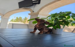Teckel perros en venta: Teckel - Imagen 8