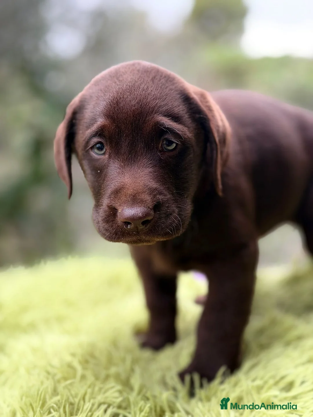 Labrador Retriever perros en venta: Labrador chocolate  - Anuncio 8