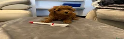 Caniche Toy perros en venta: caniche toy - Anuncio 3