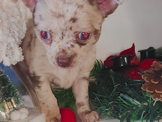 Chihuahua perros Chihuahua merle linia rusa - Anuncio 2