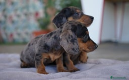 Teckel Miniatura perros en venta: 🐾 Rafaela y Molin – Teckel miniatura merlé 🌌 - Imagen 3