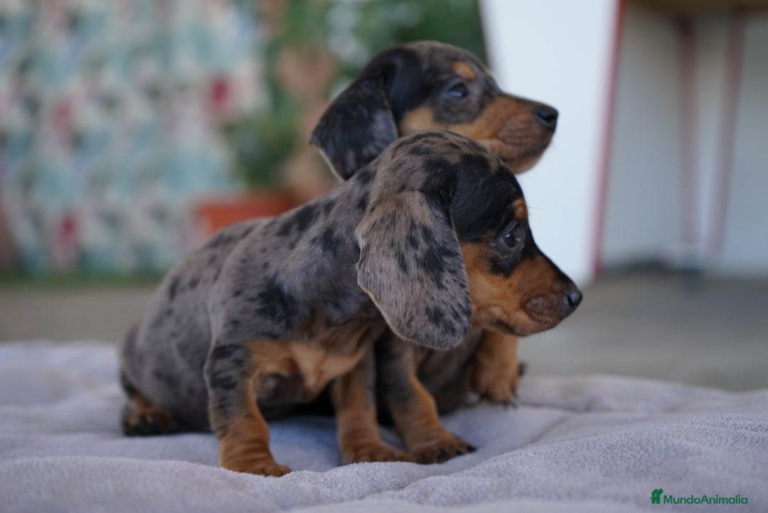 Teckel Miniatura perros en venta: 🐾 Rafaela y Molin – Teckel miniatura merlé 🌌 - Imagen 3