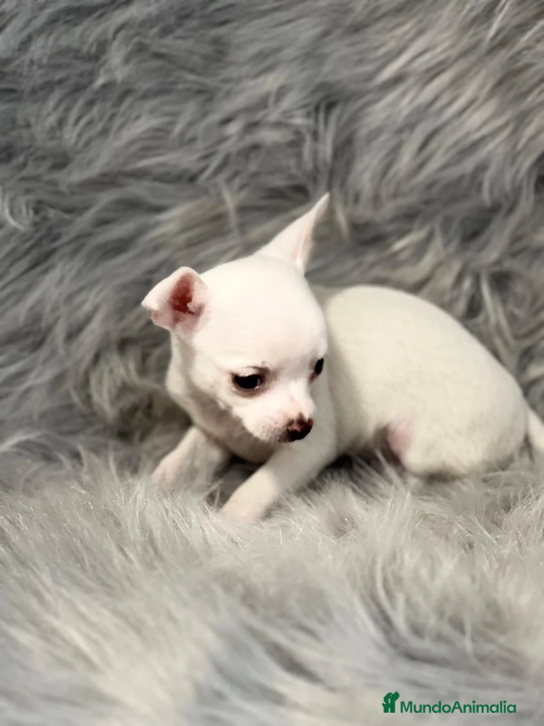 Chihuahua perros en venta: CHIHUAHUA TOY en Barcelona - Anuncio 3