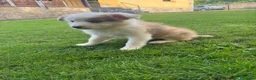 Border Collie perros en venta: Border collie - Anuncio 4