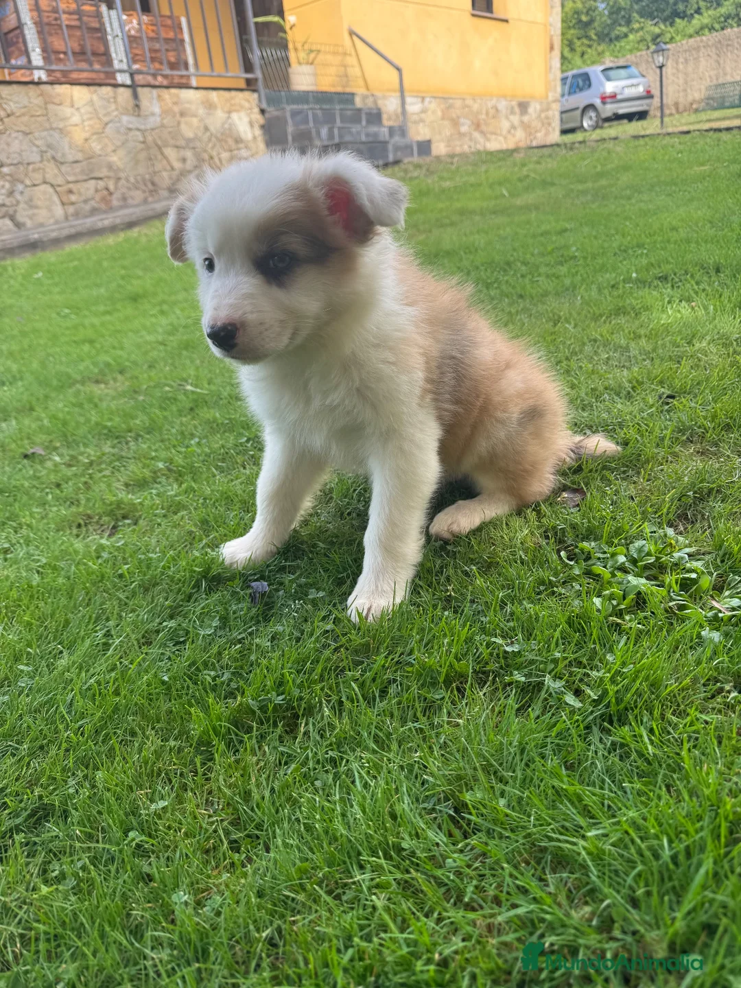 Border Collie perros en venta: Border collie - Anuncio 4