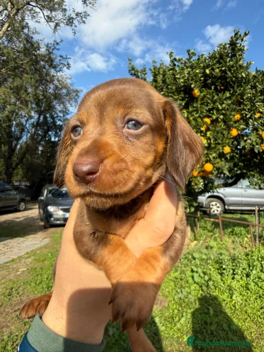 Imagen de galería {{count}}