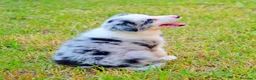 Border Collie perros en venta: camada de border collie  - Anuncio 27