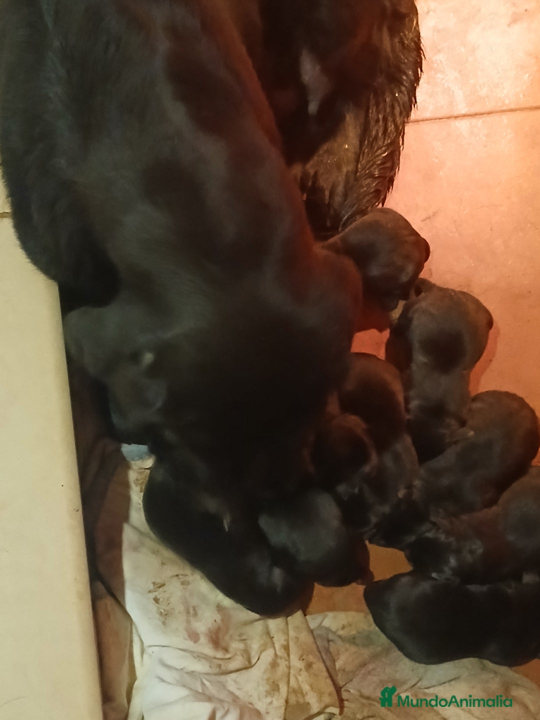 Labrador Retriever perros en venta: Cachorros de Labrador Retriever - Anuncio 2