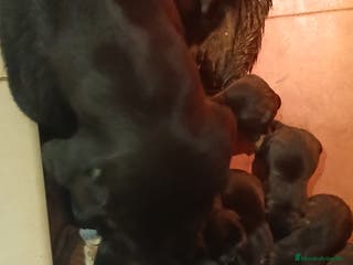 Labrador Retriever perros Cachorros de Labrador Retriever - Anuncio 5