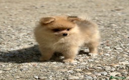 Pomerania perros en venta: POMERANIA CREMA DISPONIBLE - Imagen 3