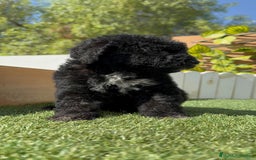 Perro de Agua Español perros en venta: PERRO DE AGUA ESPAÑOL HEMBRA - Imagen 10