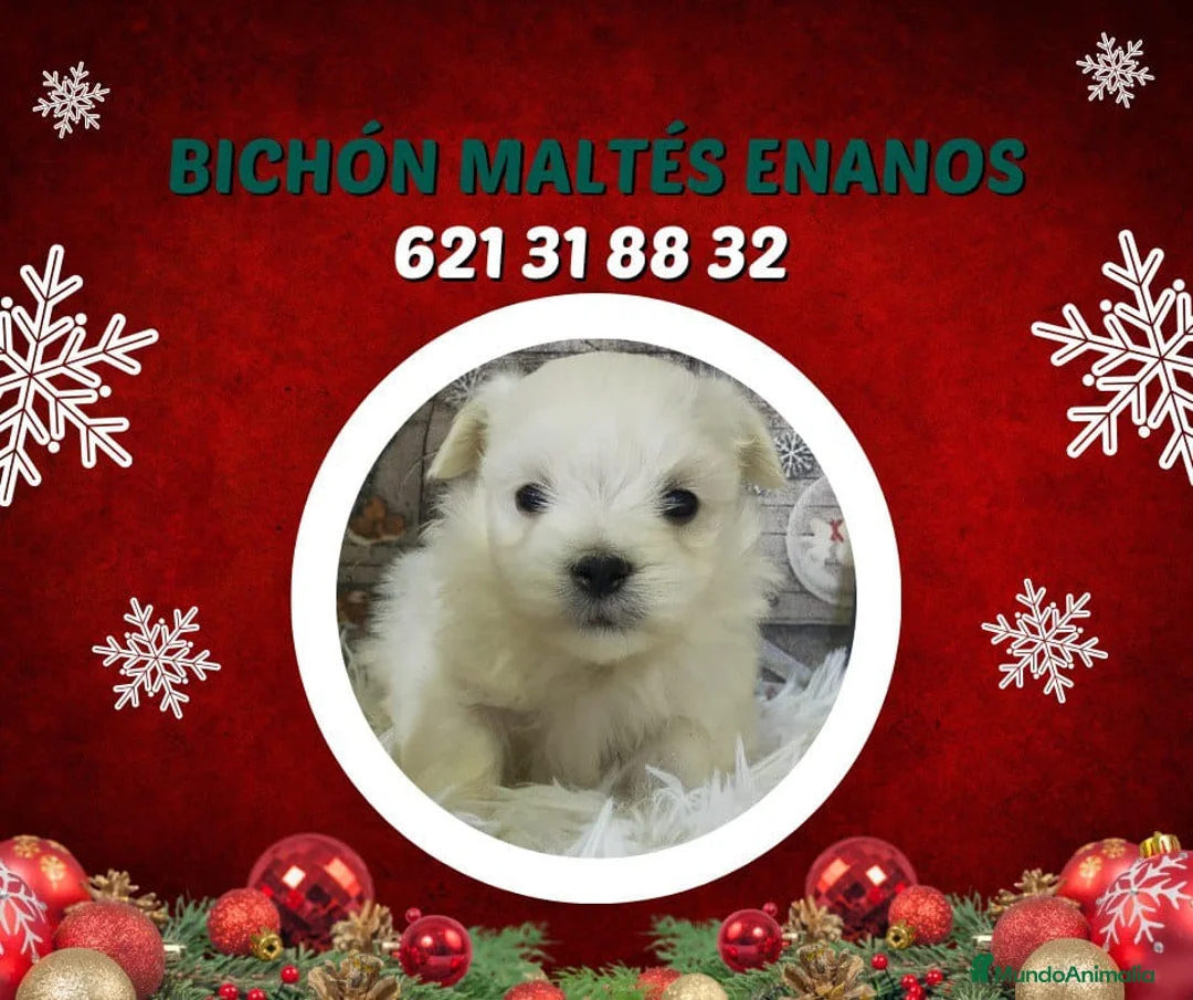 Bichón Maltés perros en venta: reciosos bichon maltes linea coreana  - Anuncio 21