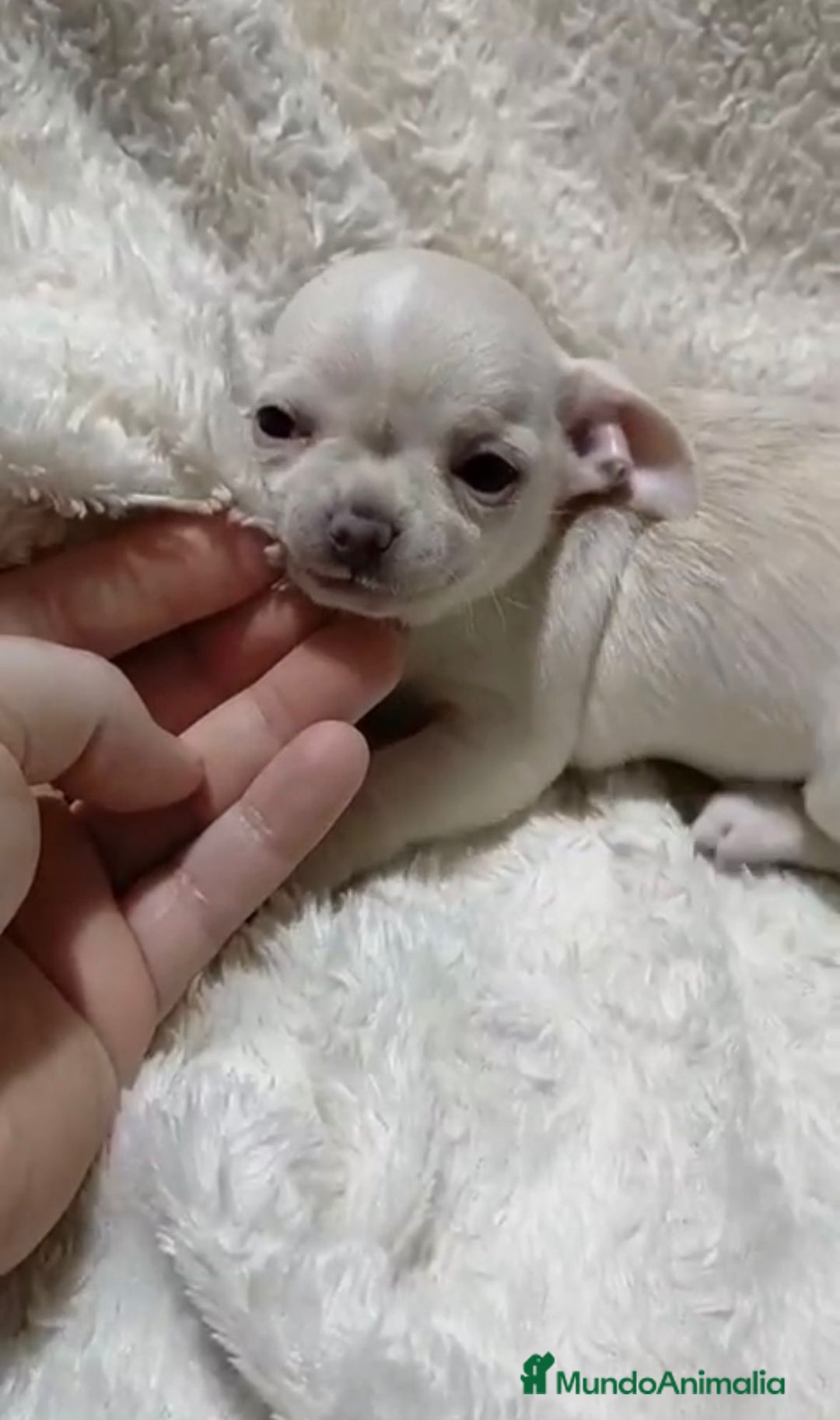 Chihuahua perros en venta: Impresionantes chihuahuas toy hembras - Anuncio 9