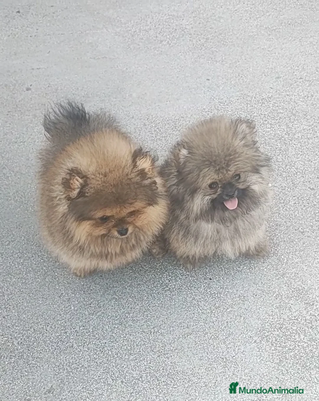 Pomerania perros en venta: Pomeranias miniaturas exclusivo - Anuncio 1