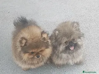 Pomerania perros Pomeranias miniaturas exclusivo - Anuncio 1