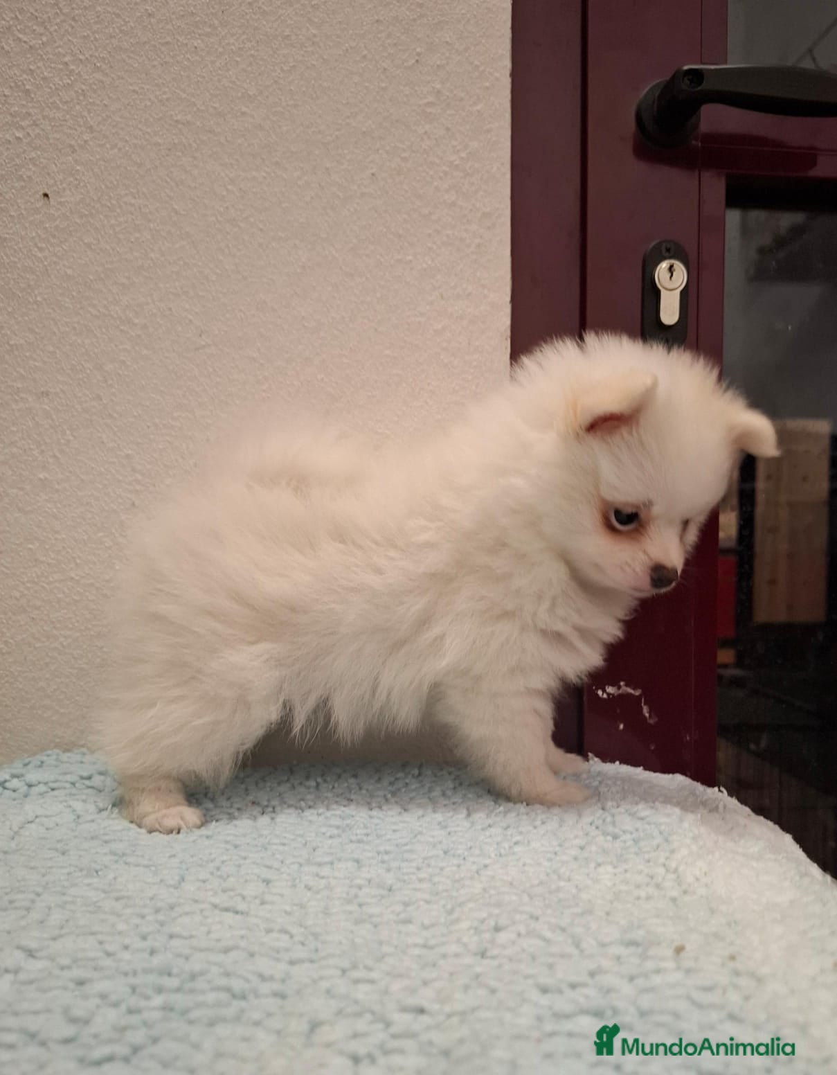 Pomerania perros Pomerania hembra - Anuncio 27