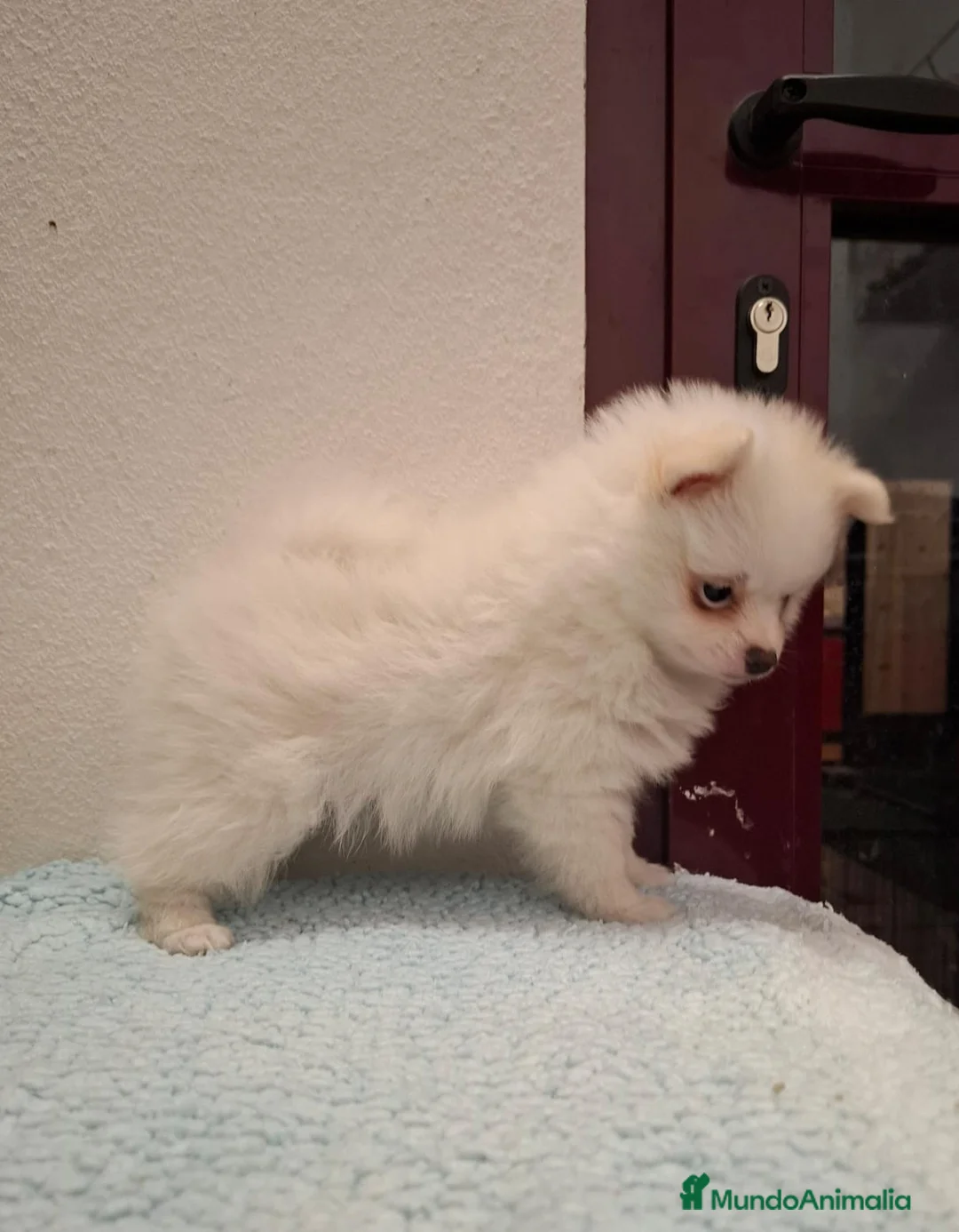 Pomerania perros en venta: Pomerania hembra - Anuncio 1