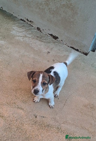 Jack Russell Terrier perros Jack russell  - Anuncio 4