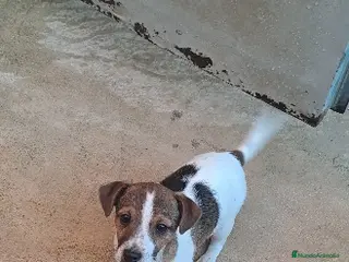 Jack Russell Terrier perros Jack russell - Anuncio 4