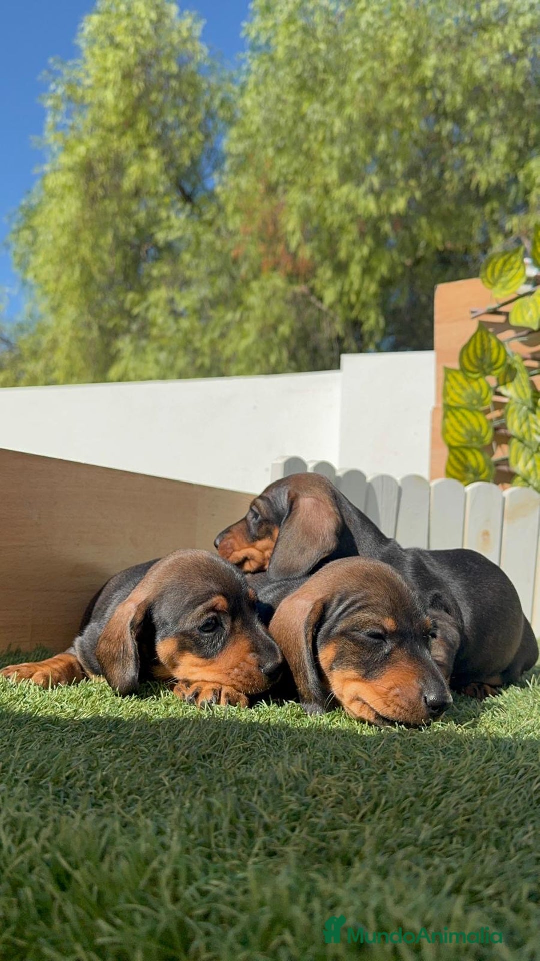 Teckel Miniatura perros en venta: TECKEL MINIATURA - Imagen 7