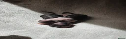 Sphynx gatos en venta: Camadas de precios Sphynx blancos grises bicolor  - Anuncio 4