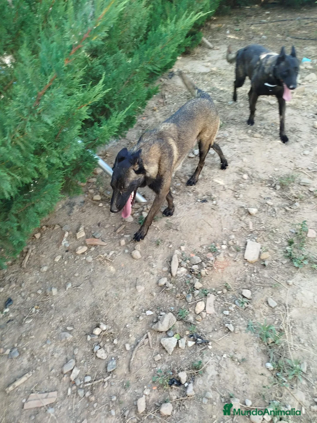 Pastor Belga Malinois perros en venta: Camada pastor belga malinois - Anuncio 1